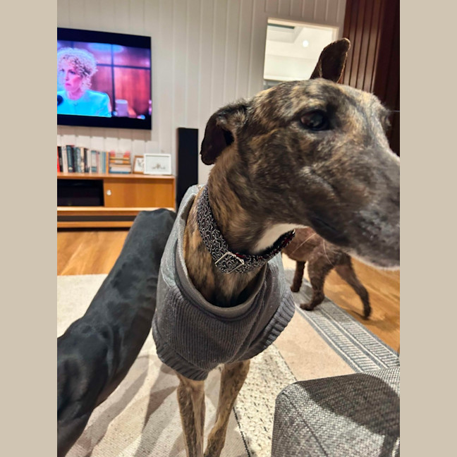 Photo of Teddy, The Greyhound