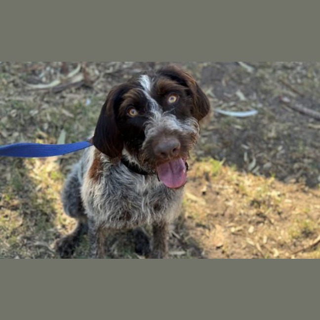 Photo of Shaggy