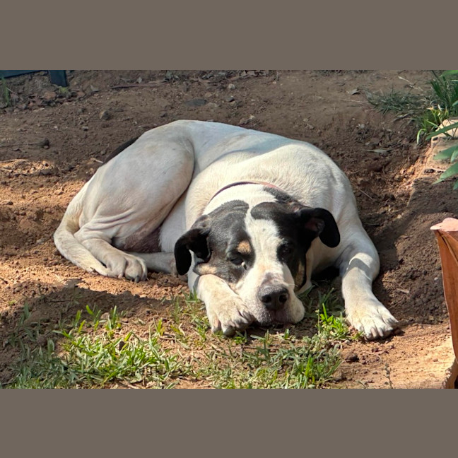 Photo of Lola   6 Year Old Great Dane