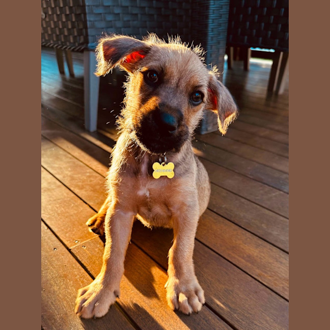 Photo of Buck