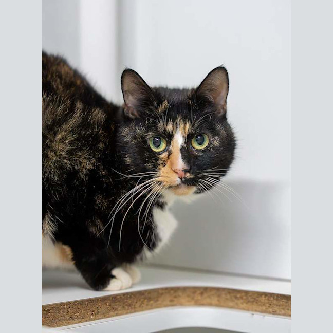 Photo of Honey
