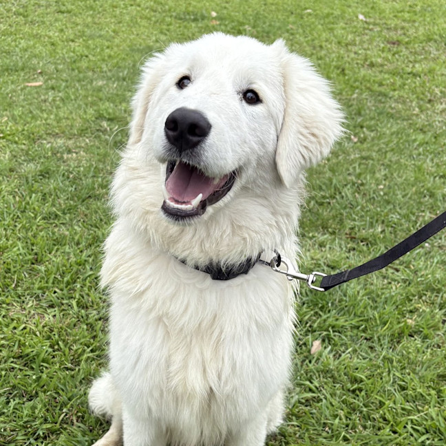 Photo of Caspian
