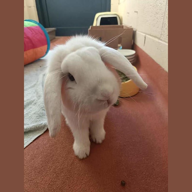 Photo of Winston