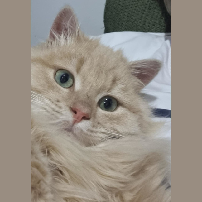 Photo of Wesley
