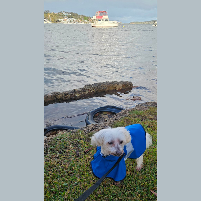 Photo of Toby   11 Year Old Maltese
