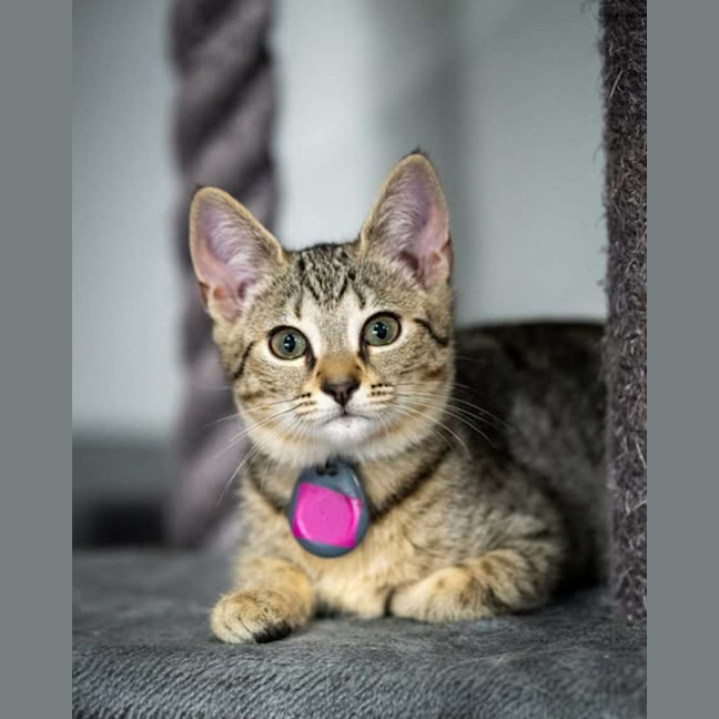 Photo of Rosie