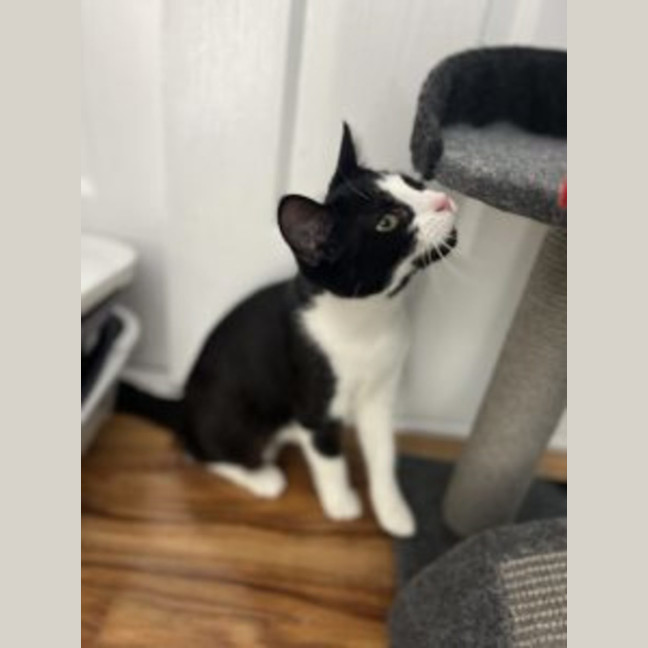 Photo of Zippy   Available At Pet Quarters Rutherford