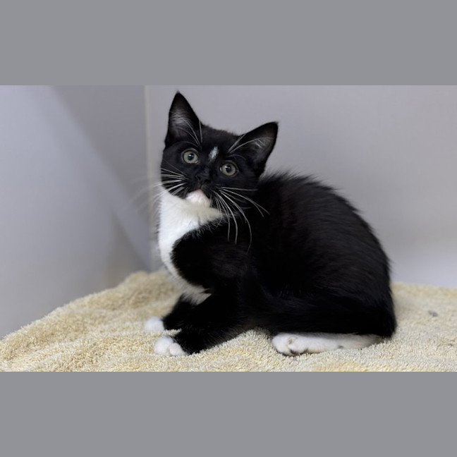 Photo of Socks