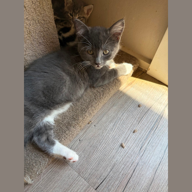 Photo of Pugsley Meet Me At Petstock Chelsea