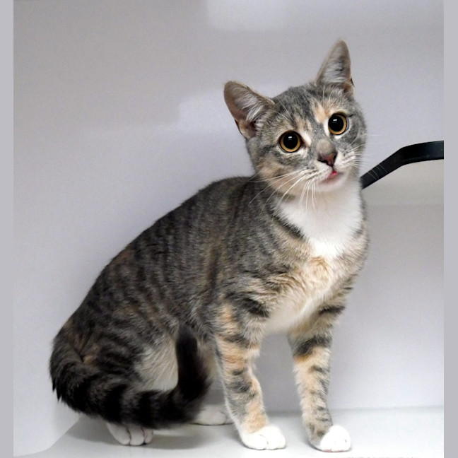 Photo of Anastasia Stk014260