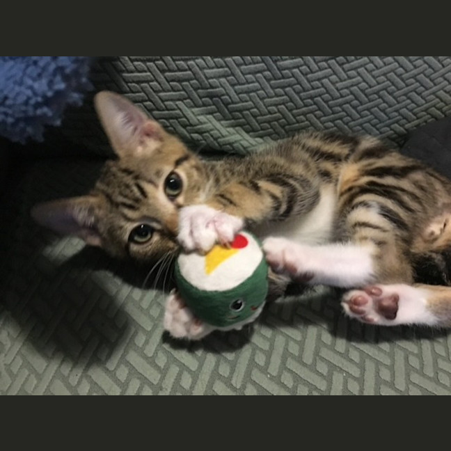 Photo of Duckie