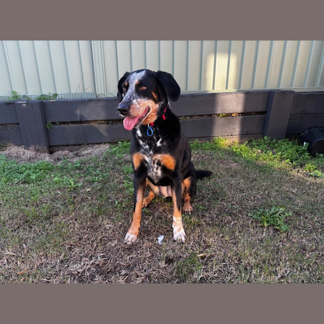 Photo of Luxi *$250 Adoption Fee*