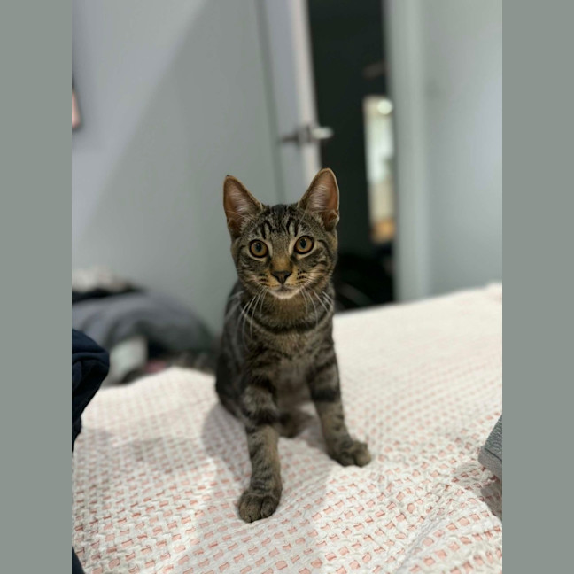 Photo of Pebbles *9 Lives Project Rescue*