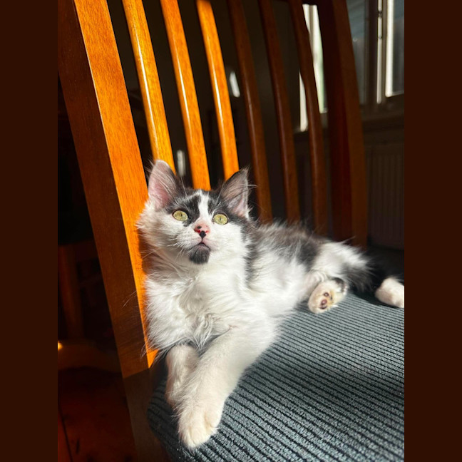 Photo of Bowie