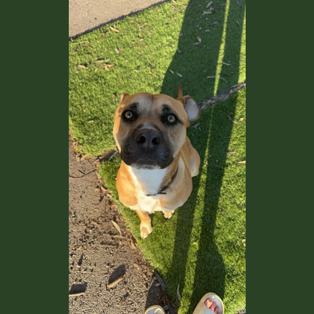 Photo of Boomer