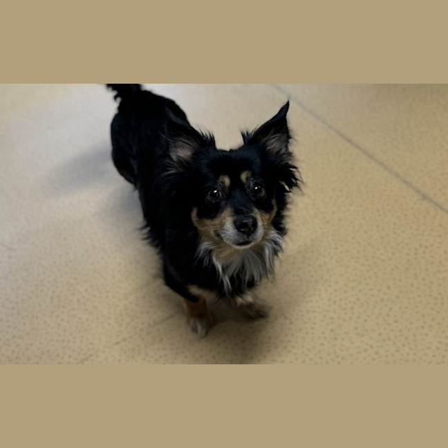 Photo of Rufus