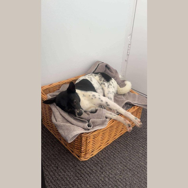 Photo of Jiminy Cricket