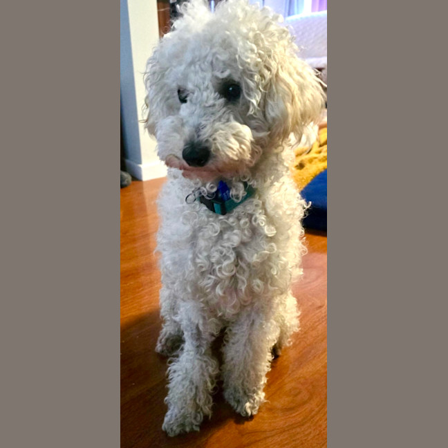 Photo of Archie   10 Month Old Spoodle