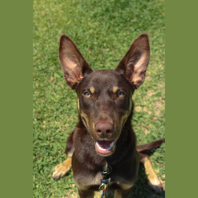 Photo of Perro