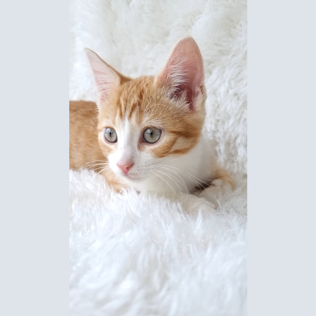 Photo of Merida 