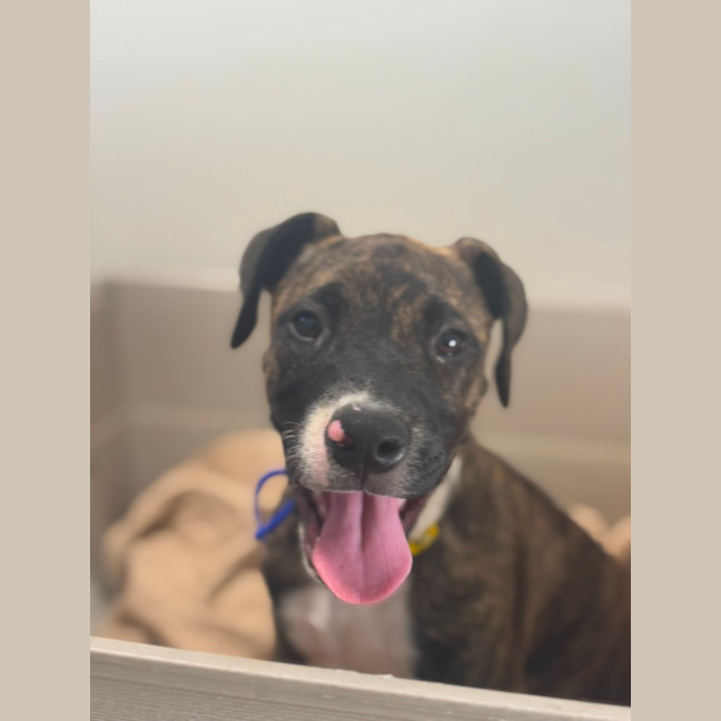 Photo of Reba   3 Month Old Staffy X (On Trial)