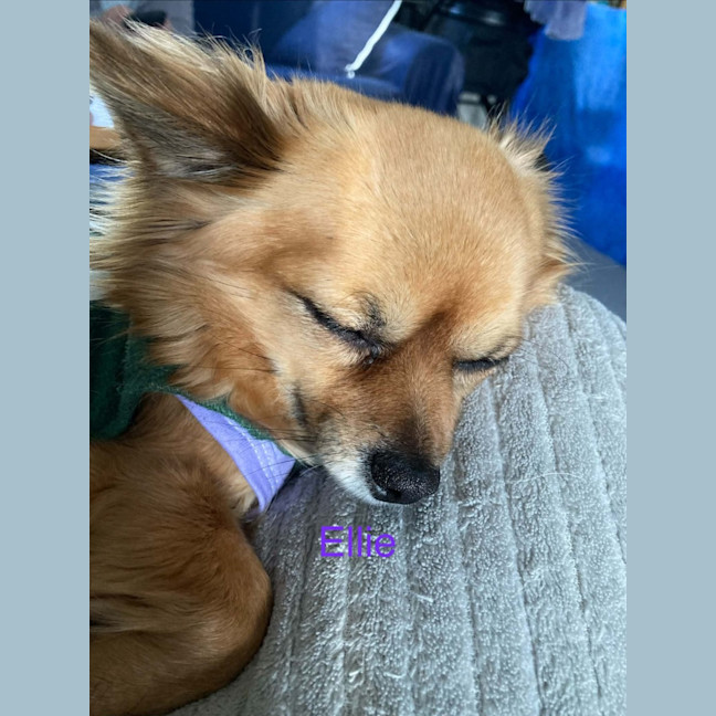 Photo of Ellie