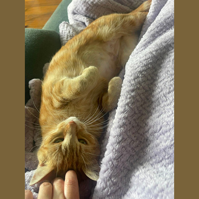 Photo of Mrs Garfield