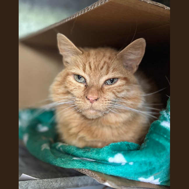 Photo of Maple
