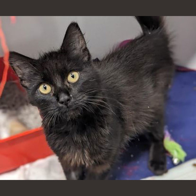 Photo of Salem