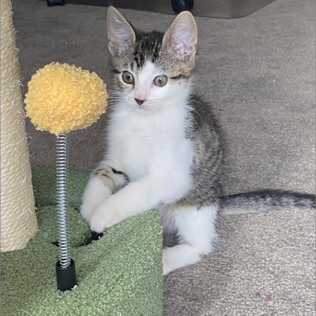 Photo of Alfie   Reduced Adoption Fee