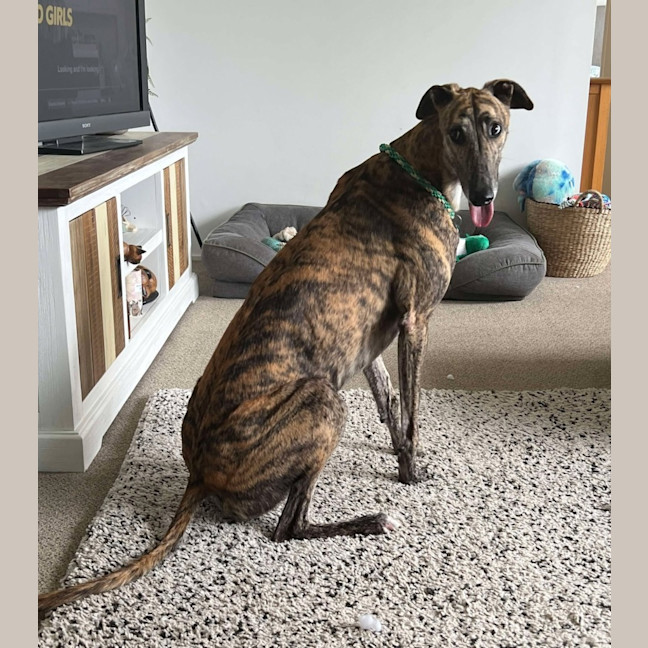 Photo of Vinnie, The Greyhound