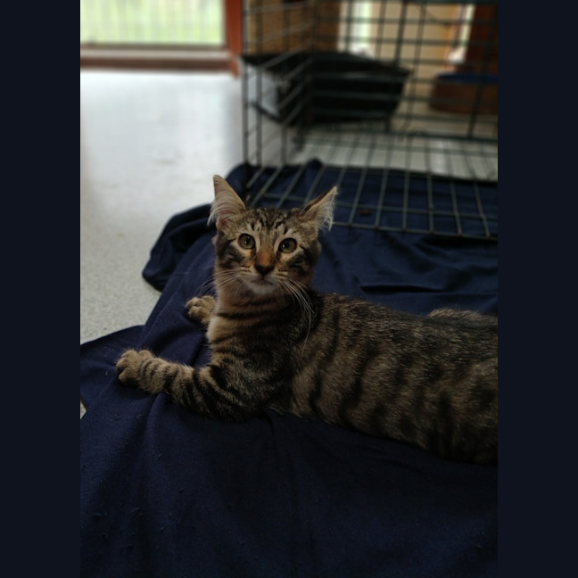 Photo of Heather *9 Lives Project Rescue*