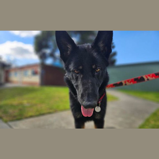 Photo of Taco