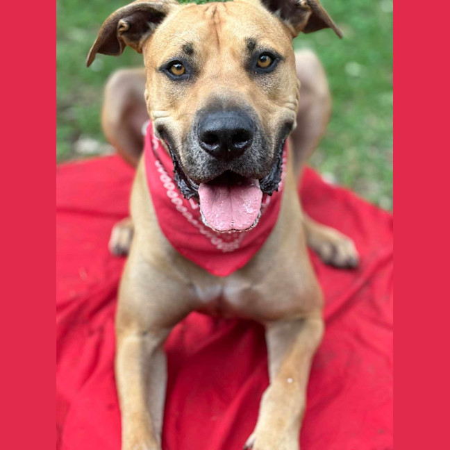 Photo of Romeo