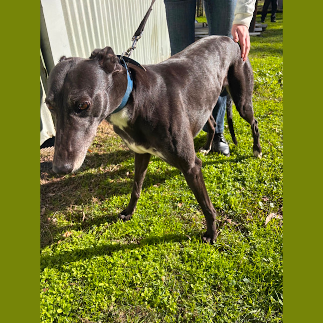 Photo of Magnolia (Maggie)