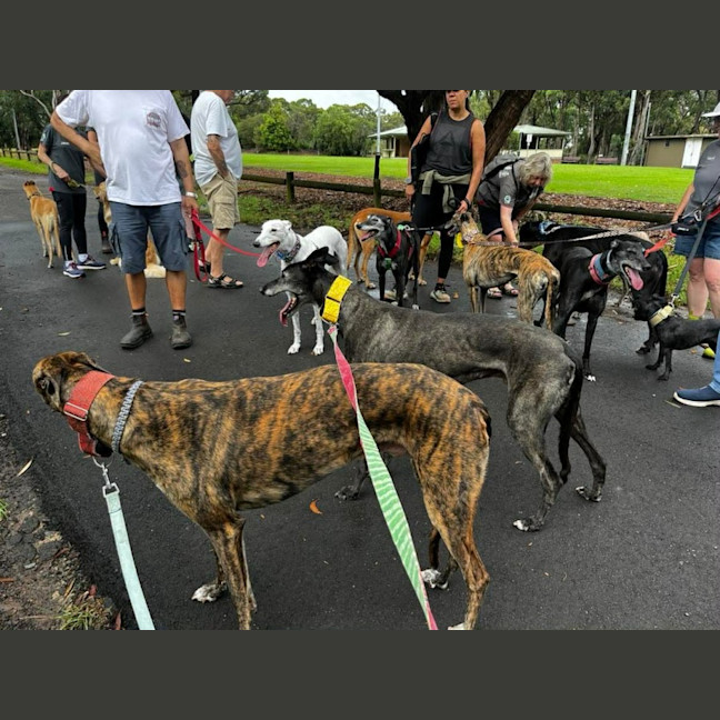 Photo of Danny, The Greyhound 
