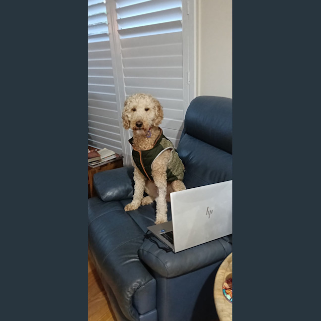 Photo of Isla   5 Year Old Groodle