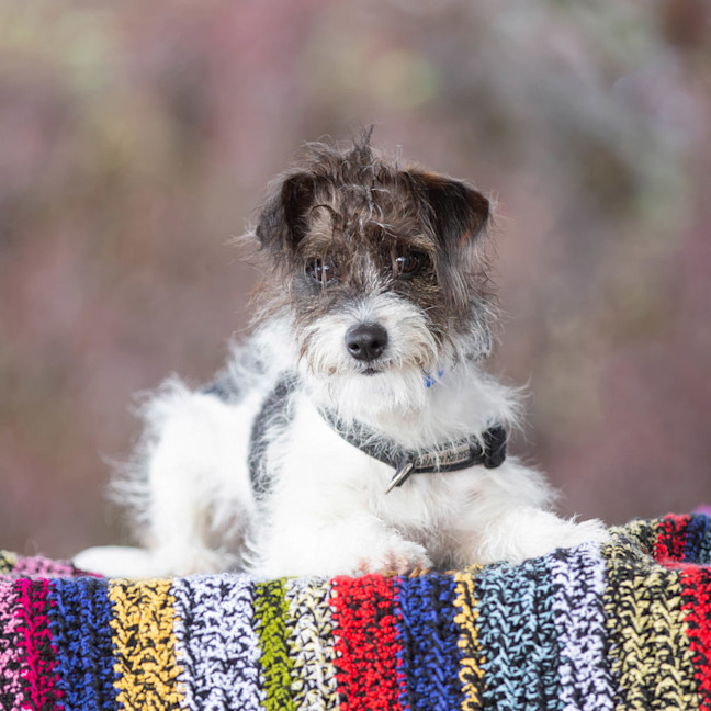 Photo of Benji
