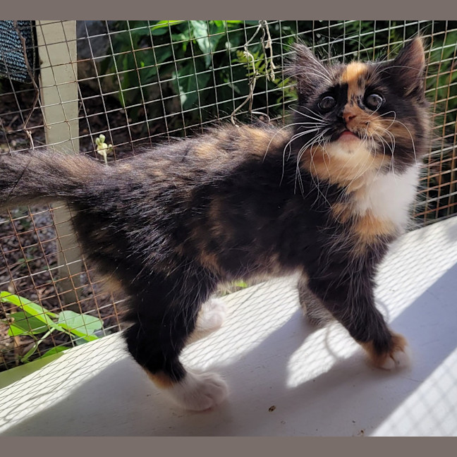 Photo of Violet (K56)