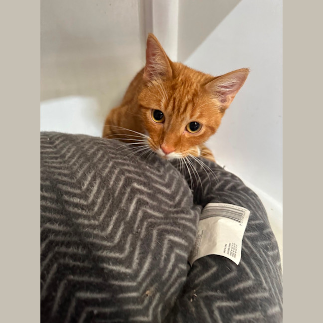 Photo of Vader & Weasley 