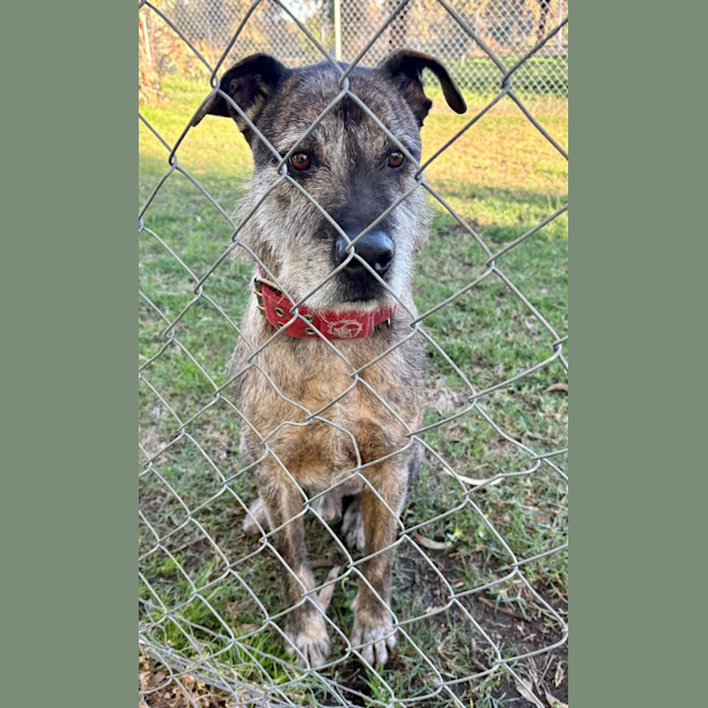 Photo of Trusty *$250 Adoption Fee*