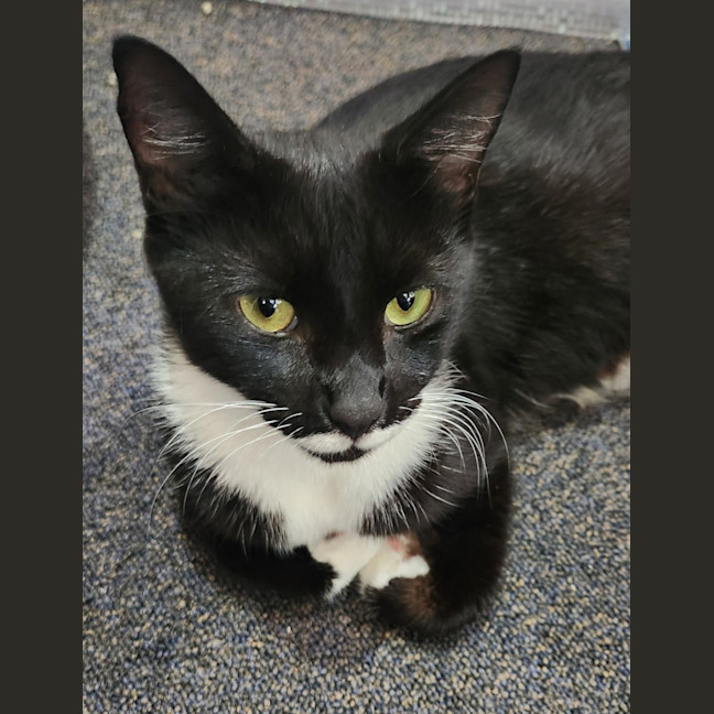 Photo of Miss Stache