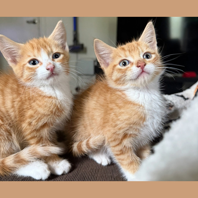 Photo of Kevin & Cheddar 