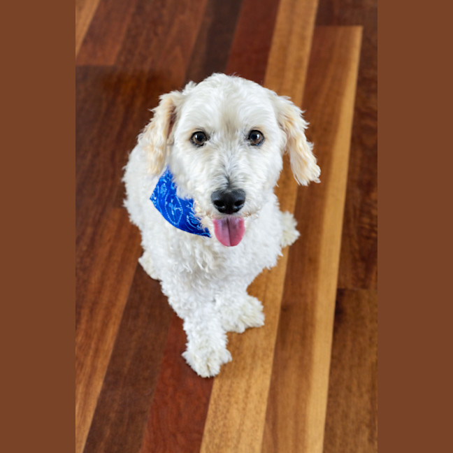 Photo of Sydney & Rocco   10 & 8 Year Old Moodle