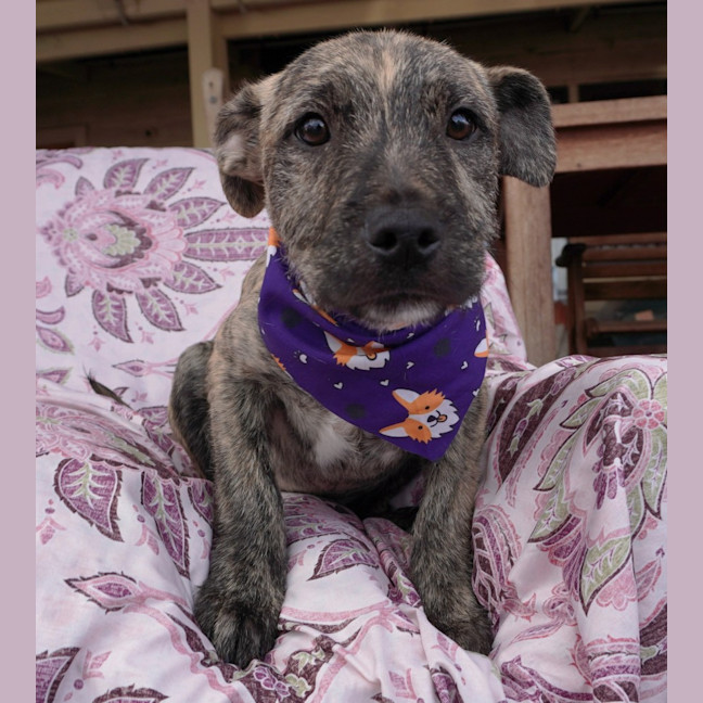 Photo of Tilly
