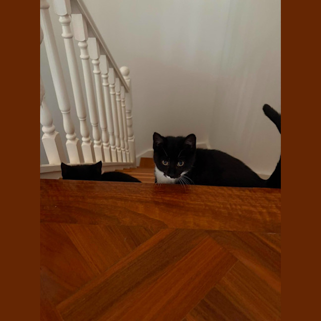 Photo of Sesame