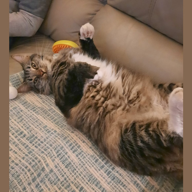 Photo of Tommy