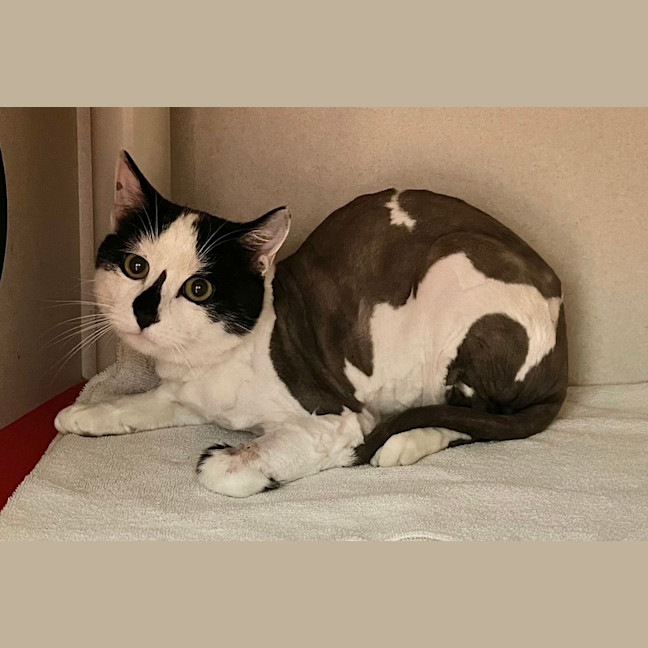 Photo of Mooey