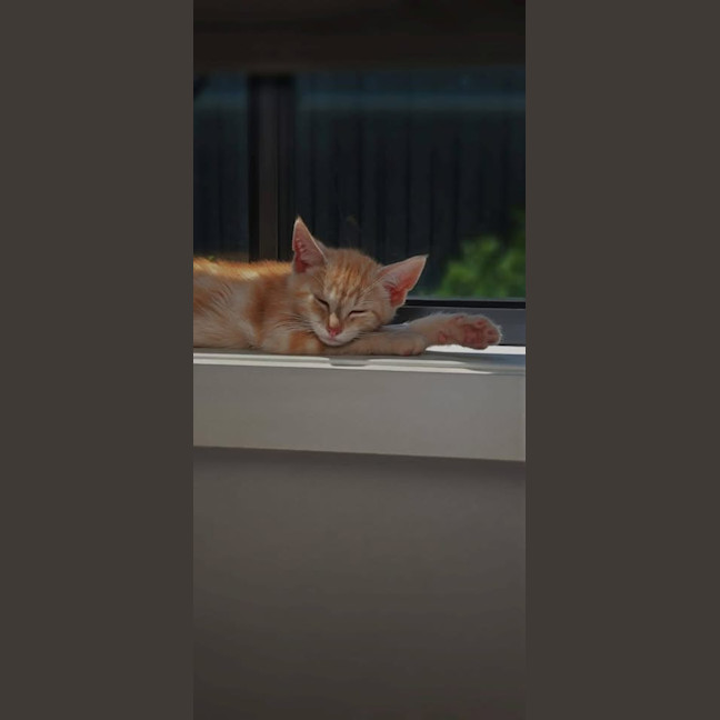 Photo of Scar