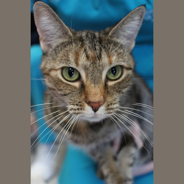Photo of Chanel